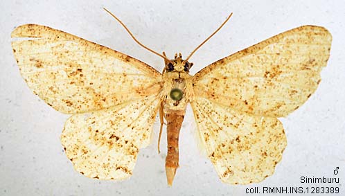 Bhumro Insect Papua Insects Foundation (Lepidoptera/Geometridae(Ennominae)/Ectropis ...